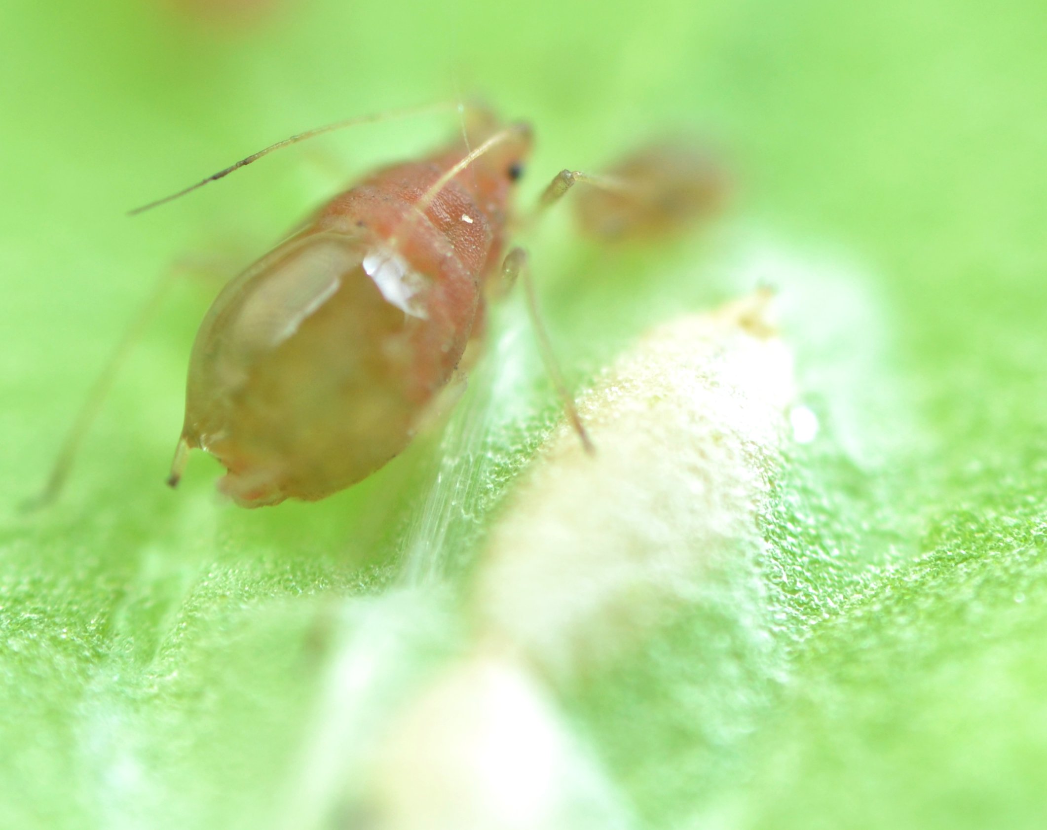 Afidi  ( Macrosiphum rosae) e larve di dittero Agromyzidae